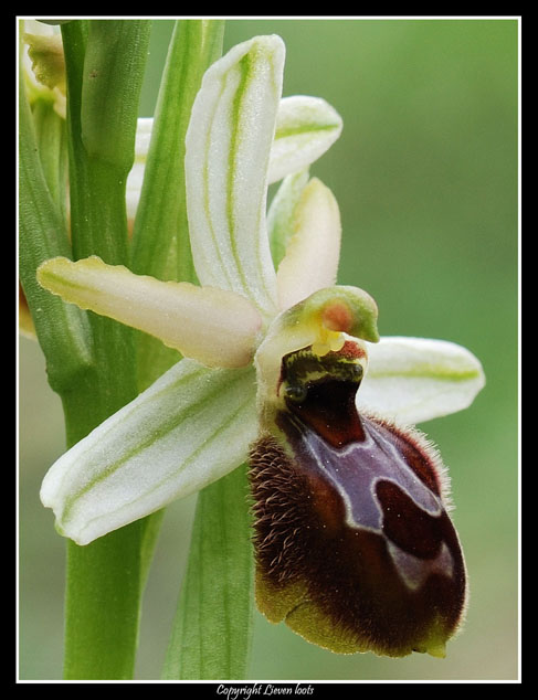 Ophrys sphegodes - finalmente le prime orchidee!